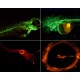 Microscop Fluorescenta cu iluminare 435nm si filtru 475nm- 650nm- AM4517MT-BFCW